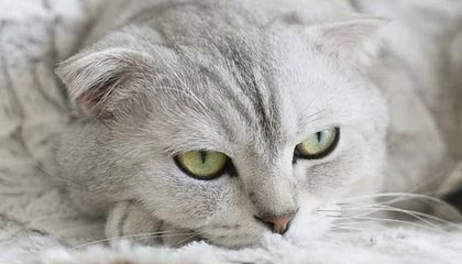 温州最新的高价找中介取公积金违法吗方法分享(温州中介取公积金怎么收费教程)